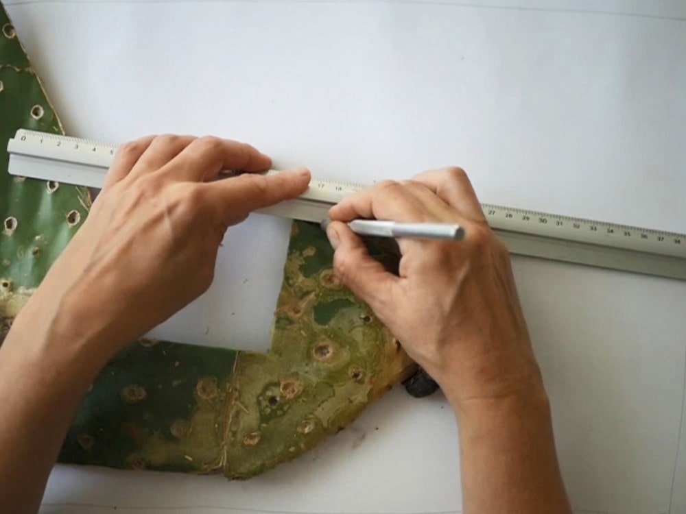 fotografia dłonie tnące nożem fragmenty kaktusa