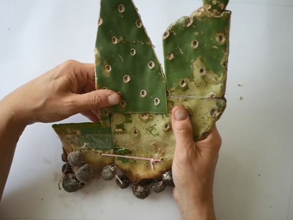 fotografia dłonie trzymające kawałki pociętego kaktusa