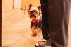 fotografia: mały pies kryjący się za nogą stojącej obok osoby